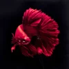 Glasbild Fire Fish 100X100Cm