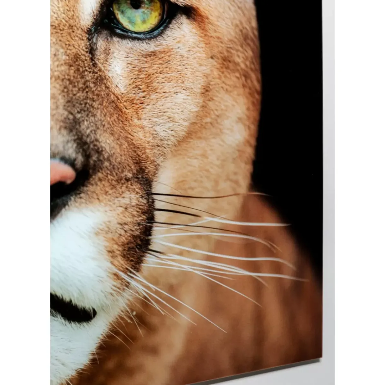 Glasbild Lioness 150X100Cm